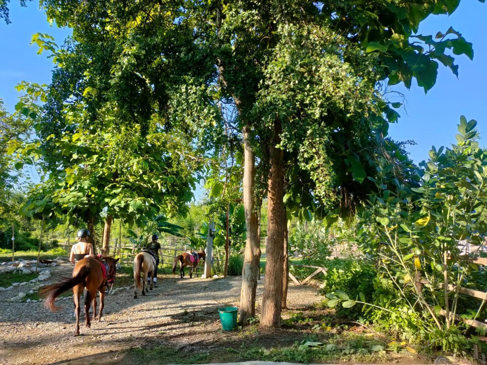 Namkhan Horses Stables Luang Prabang Zewnętrze zdjęcie